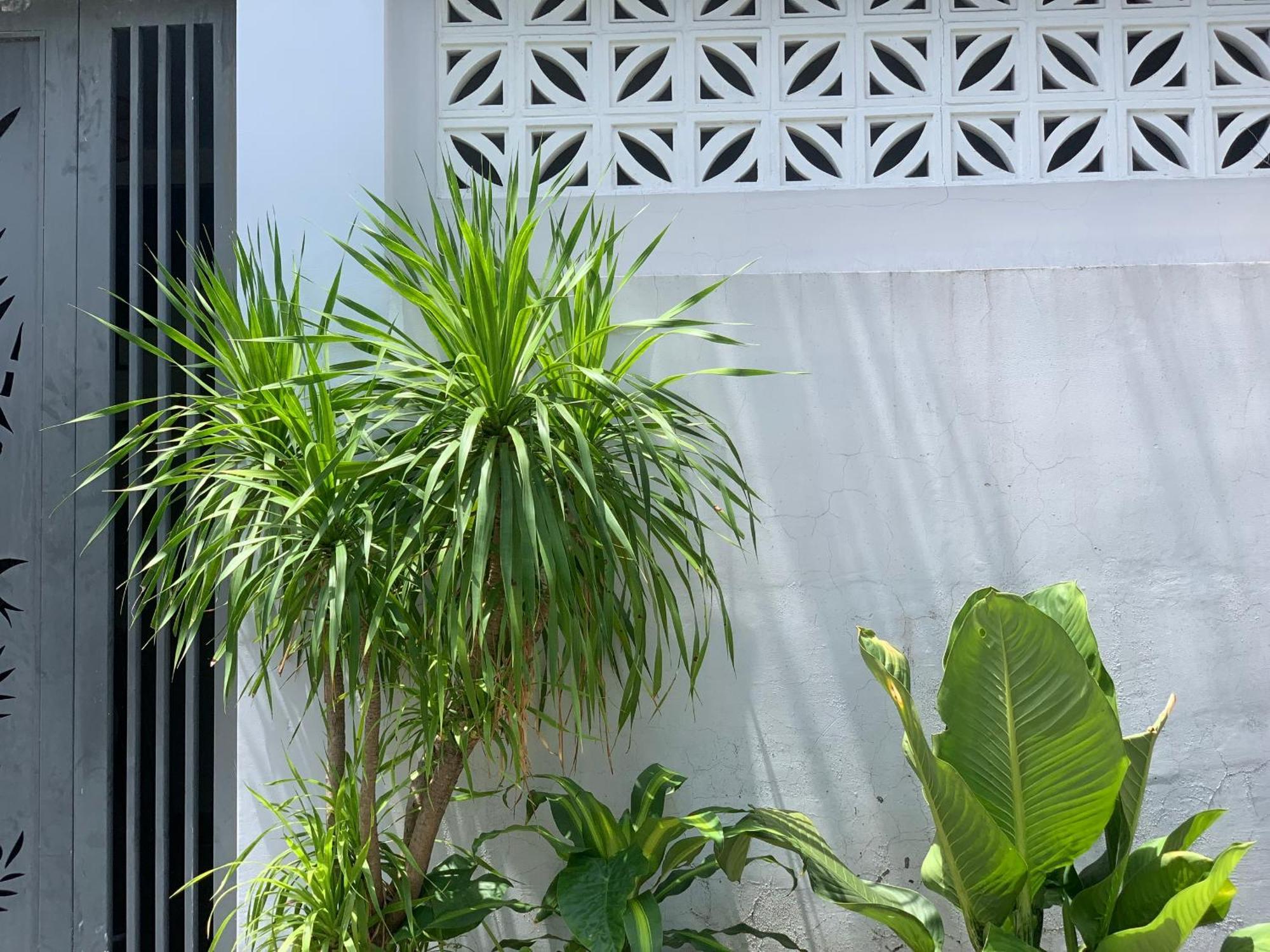 Tina House Apartment ดานัง ภายนอก รูปภาพ